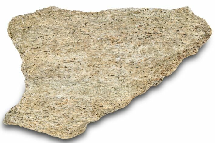 Dinosaur (Triceratops) Frill Shield Section - Montana #321984